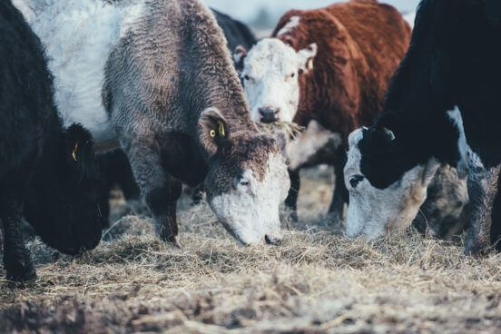 annie-spratt-204869 elevage