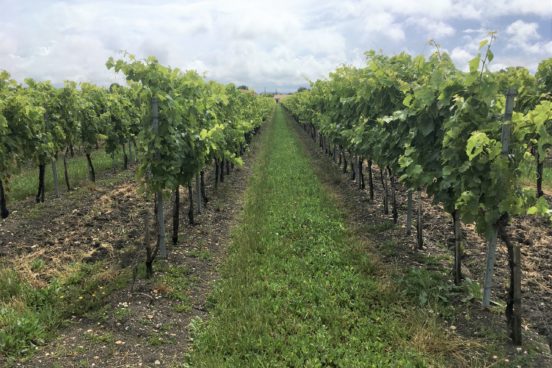 LeNegocelafait_bandeau clair LeNegocelafait_bandeau clair